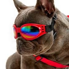 gafas-para-perro